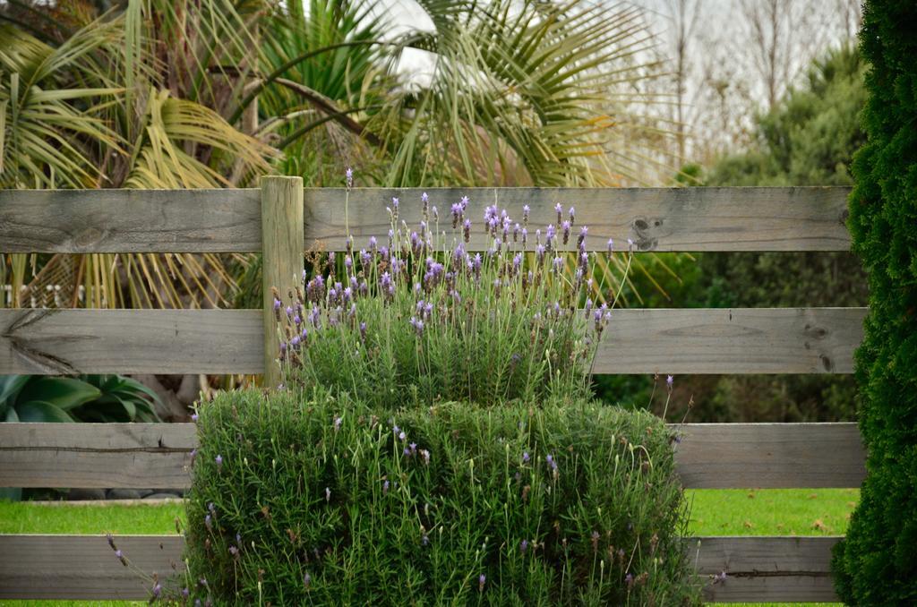 تاورانجا Lavender Lodge المظهر الخارجي الصورة